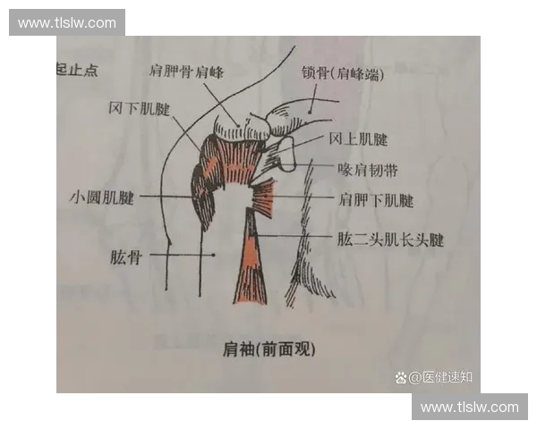 肩袖肌群功能解析及损伤康复策略研究与临床应用